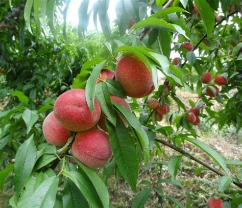 buah persik dan kesemek